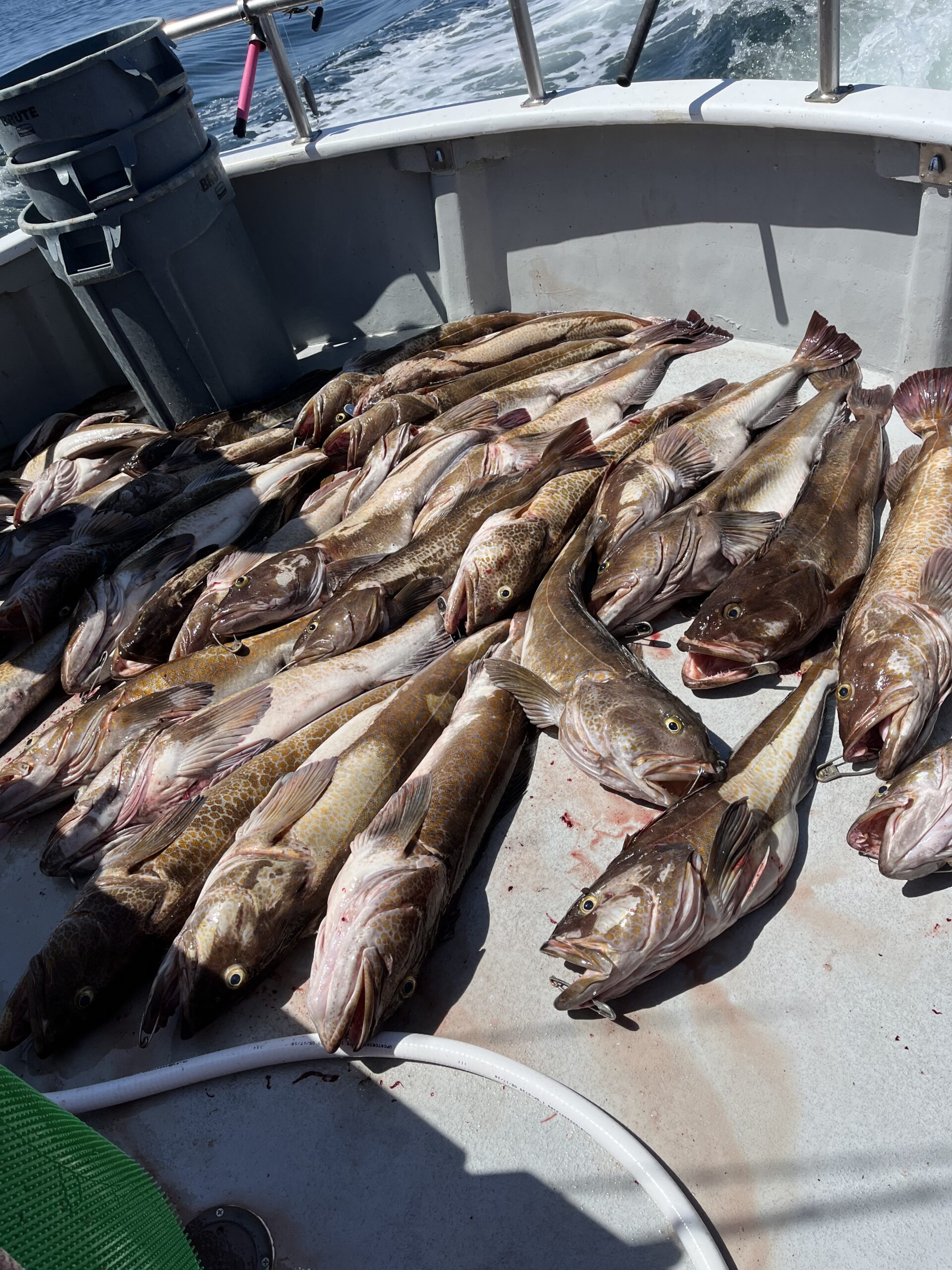 Deck of the Slammer carpeted with lingcod
