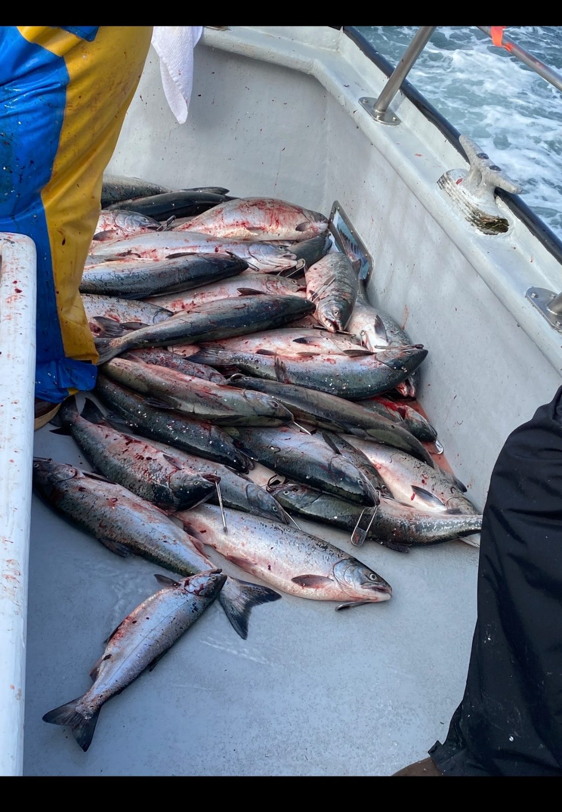 The day's salmon haul piled on the deck of the Gold Rush