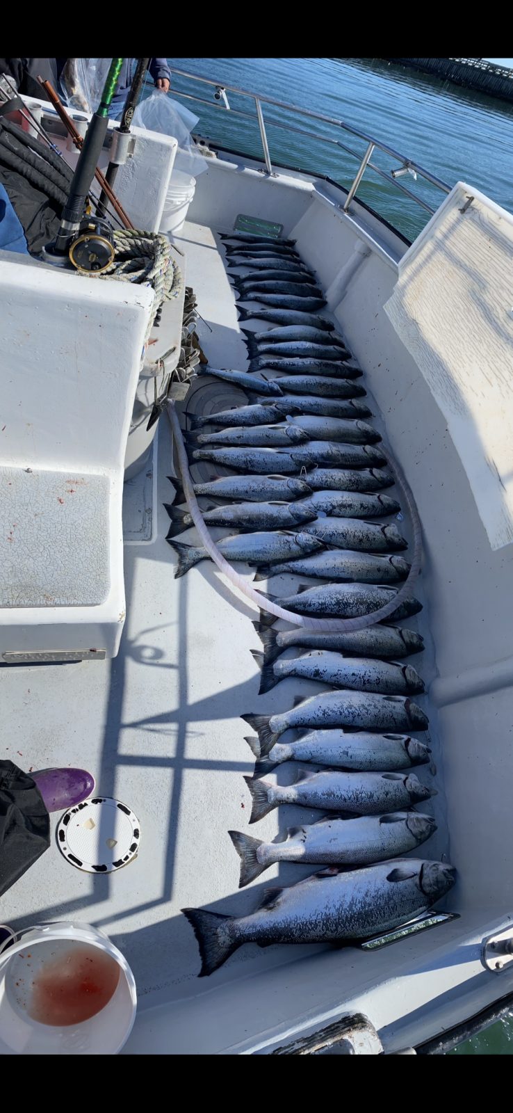 A row of salmon laid out along the deck of the Gold Rush