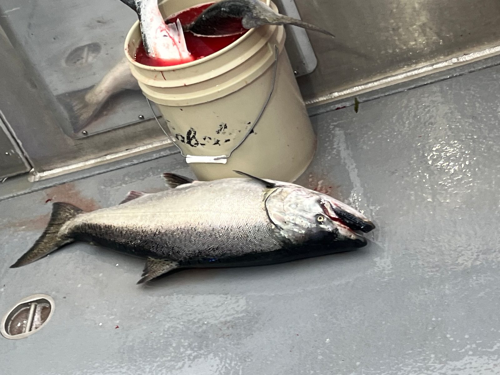 A king salmon laid out on the deck of the Reel Electric
